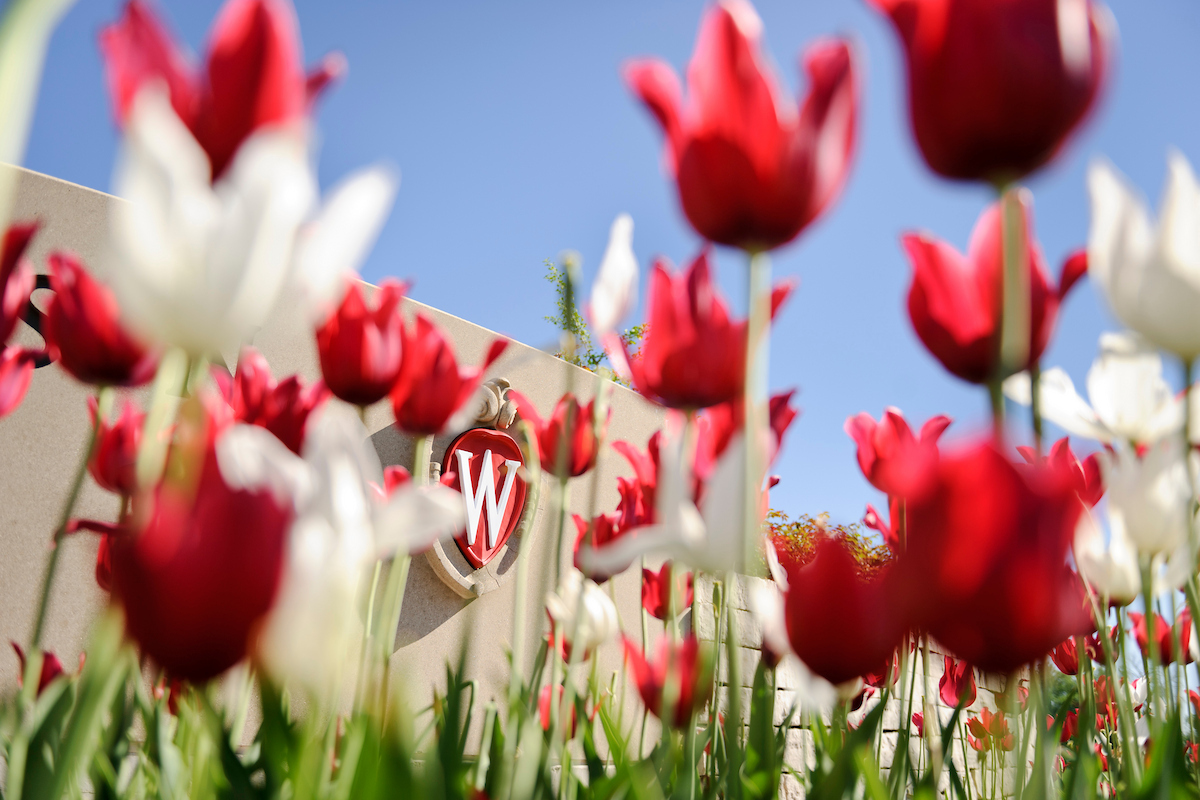 Flowering red and white tulips frame an ornate W crest icon.